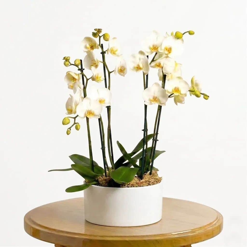 White Orchids